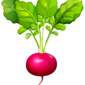 Radish PNG