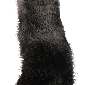 Raccoon PNG