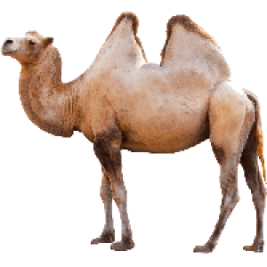 Camel PNG