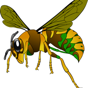 Wasp PNG