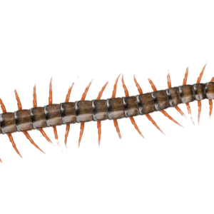 image Centipede PNG