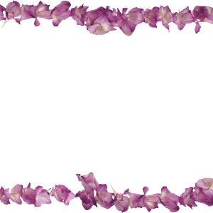 Floral frame PNG