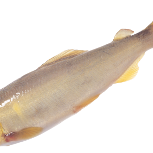 Fish PNG