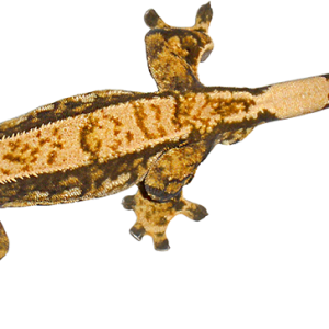 Gecko PNG