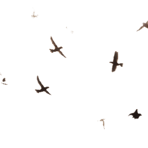 Bird PNG