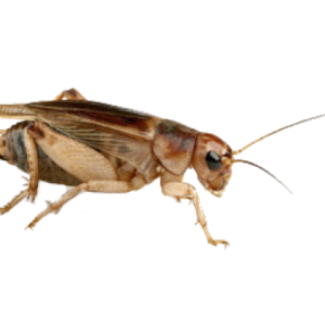 Cricket insect PNG