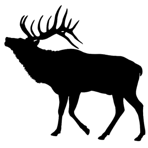 Moose, elk PNG