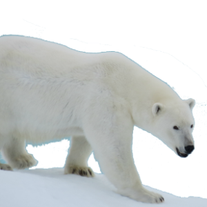 Polar white bear PNG