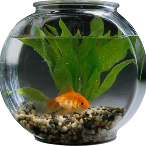 Aquarium PNG