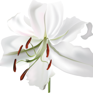 Lilium PNG