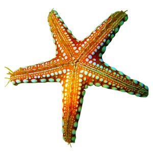 Starfish PNG