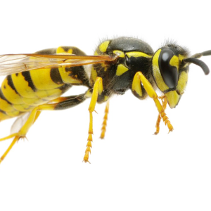 Wasp PNG