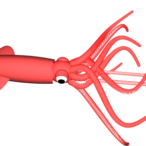 Squid PNG
