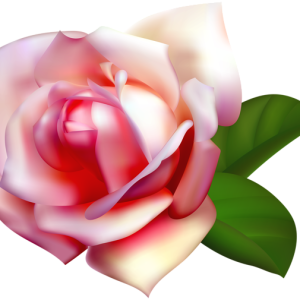 Rose PNG