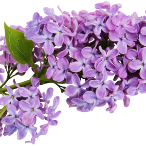Lilac PNG