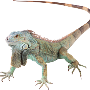 Iguana PNG