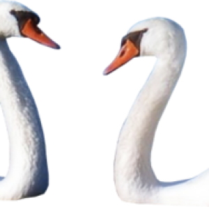 Swan PNG
