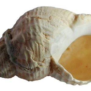 Seashell PNG