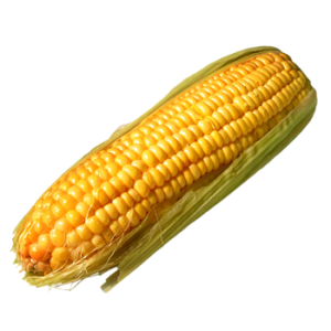 Corn PNG image