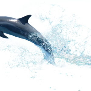 Dolphin PNG