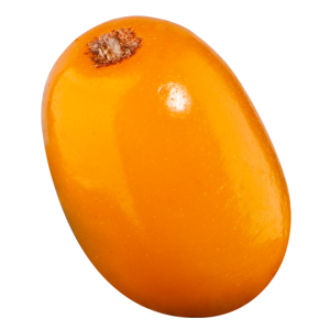 Sea buckthorn PNG