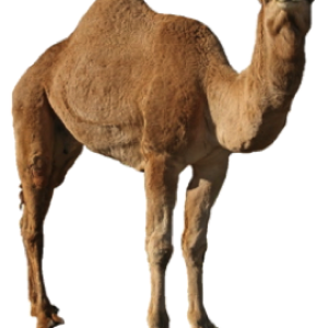 Camel PNG