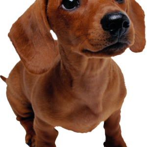 Dog PNG