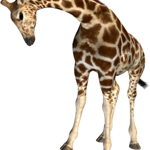 Giraffe PNG
