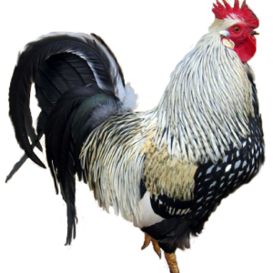 Cock PNG