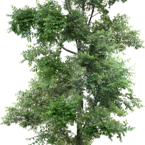 tree PNG