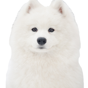 Samoyed PNG