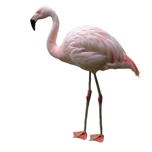 Flamingo PNG