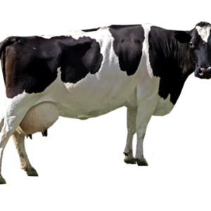 Cow PNG image