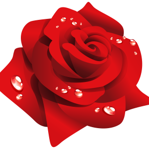Rose PNG