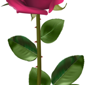 Rose PNG