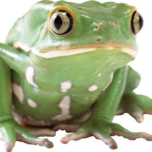 frog PNG image