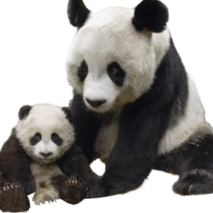 Panda PNG