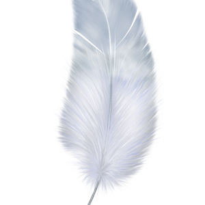 Feather PNG