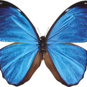 Butterfly blue PNG