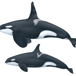 Killer whale PNG