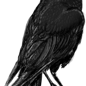 Raven PNG