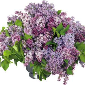 Lilac PNG