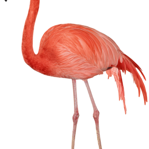 Flamingo PNG
