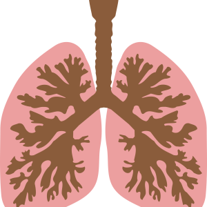 Lungs PNG