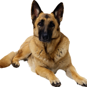 German Shepherd PNG