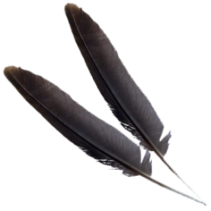 Feather PNG