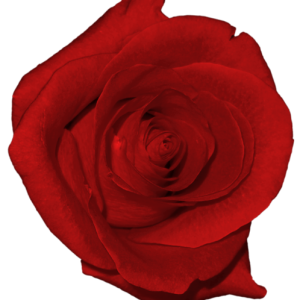 Rose PNG