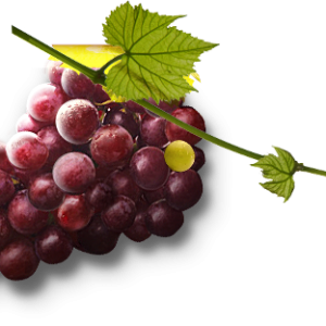 Grape PNG image download, free picture