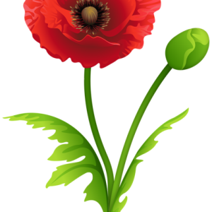 Poppy flower PNG