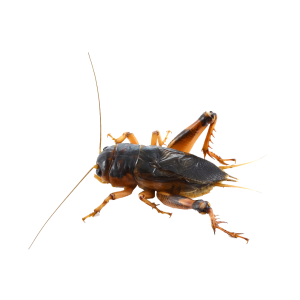 Cricket insect PNG